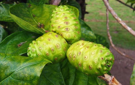 A FRUTA PROIBIDA NO BRASIL