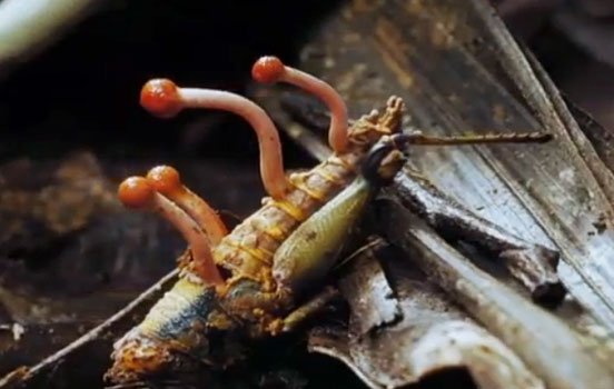 Sombo Insecto PARASITA MACABRO TRANSFORMA INSETOS EM ZUMBIS